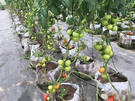 露天番茄种植技术视频