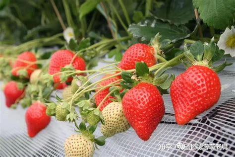 露天种植袋种植草莓