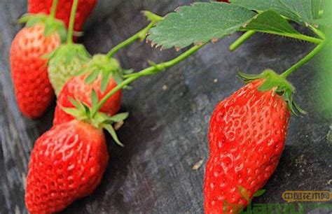 露天草莓亩产多少斤