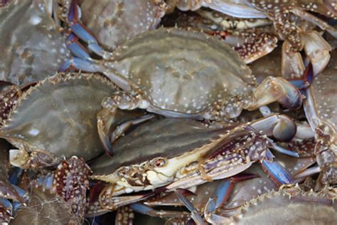 青岛螃蟹的价格今天多少一斤