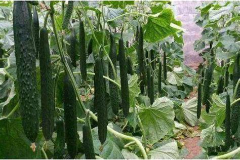 青瓜种植技巧和方法