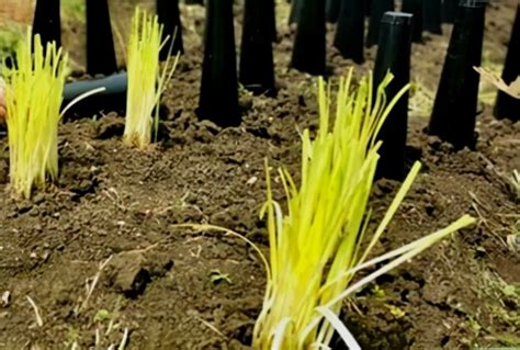 韭黄的种植方法和时间