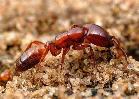 食人虫vs食人蚁