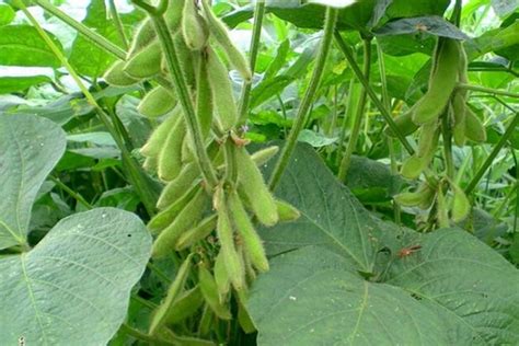 饭豆的产量和种植方法