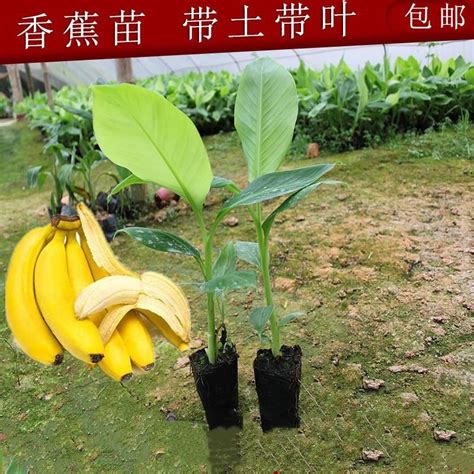 香蕉树苗出售