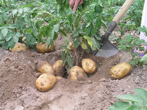 马铃薯种植技巧
