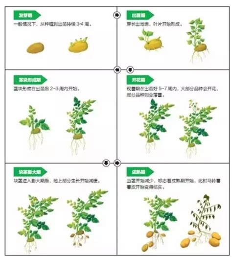 马铃薯种植技术 步骤