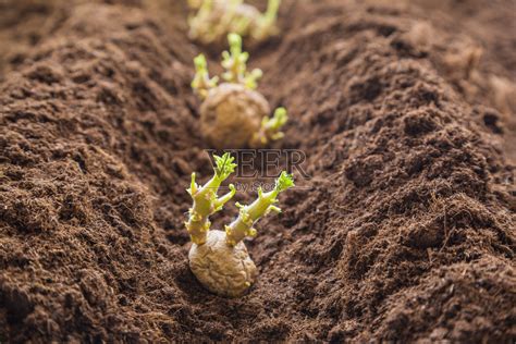 马铃薯种植方法和图片介绍