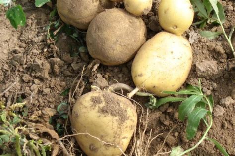 马铃薯种植时间