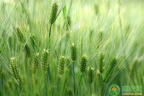 高产小麦品种前十
