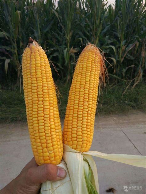 高产玉米品种有哪几种