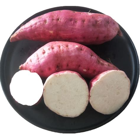高产红薯新品种