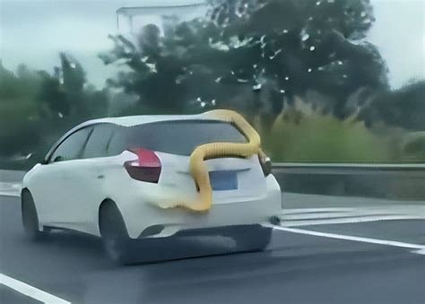 高速车顶上的黄金蟒蛇是车主的吗