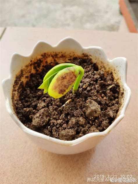 魔豆种子种植过程