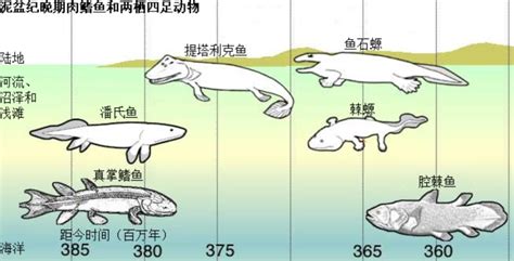 鱼是怎么变成化石的
