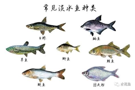 鱼的名字有几种