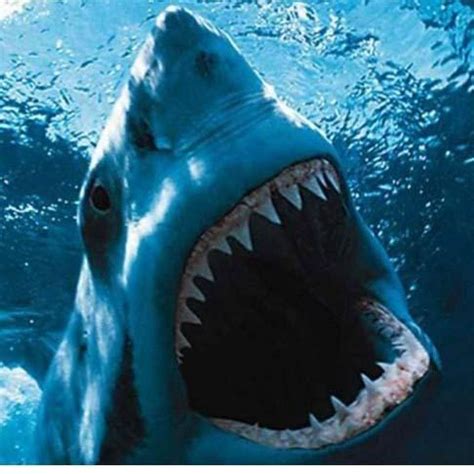 鲨鱼大白鲨巨齿鲨
