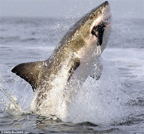 鲨鱼捕食的季节