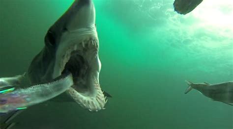 鲨鱼袭击海岛视频