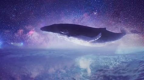 鲸的声音 带你体验深海的孤独