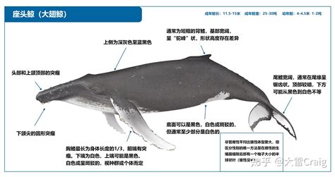 鲸的雄性生殖生理