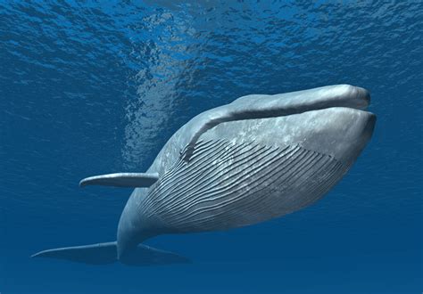 鲸鱼在海里怎么呼吸