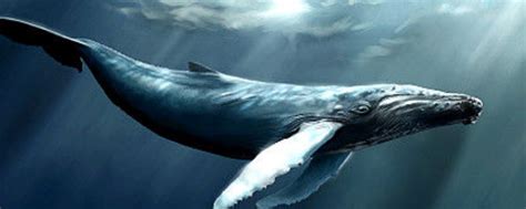 鲸鱼是国家几级保护动物