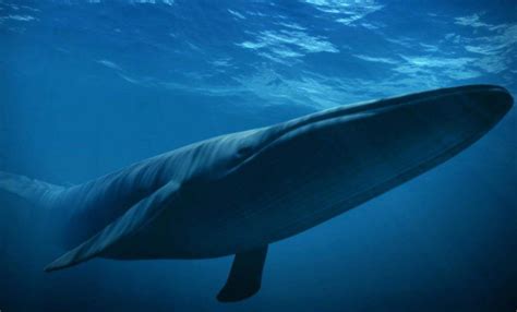 鲸鱼的介绍和资料