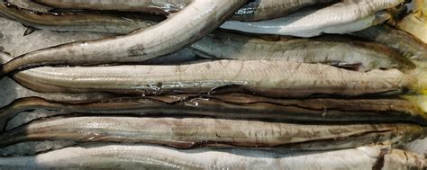 鳗鲡鱼多少钱一斤