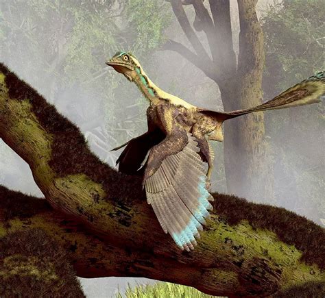 鸟的祖先是不是恐龙