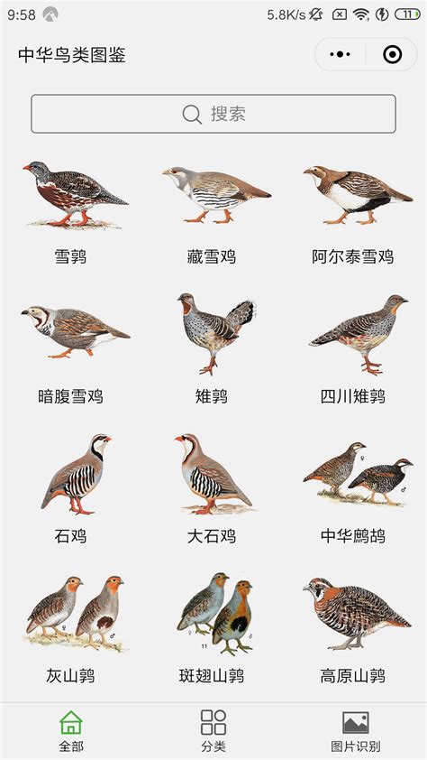鸟类大全图片及名字