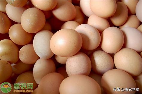 鸡蛋今日几元一斤