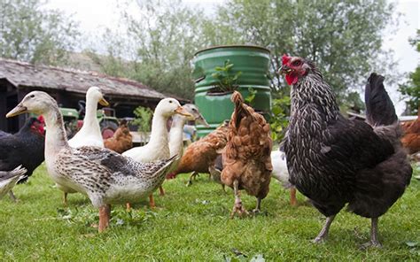 鸡鸭养殖公司取名
