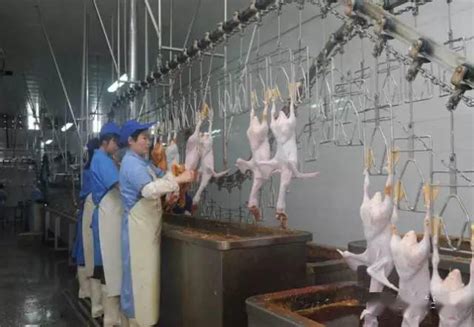 鸭子厂干活流程