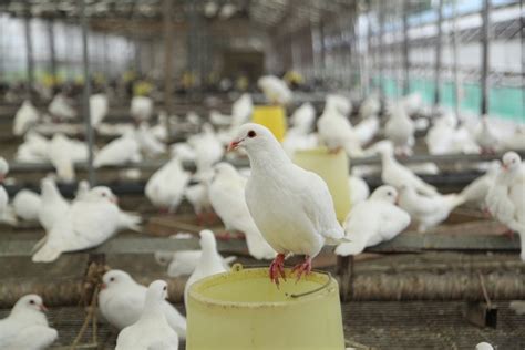 鸽子养殖前景分析报告