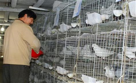 鸽子养殖场起名推荐