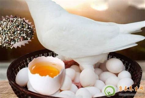 鸽子蛋的功效与作用禁忌