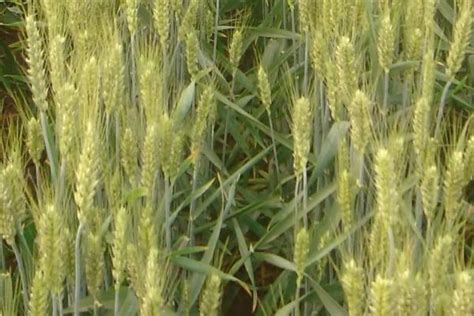 黄淮地区优质高产小麦品种有哪些