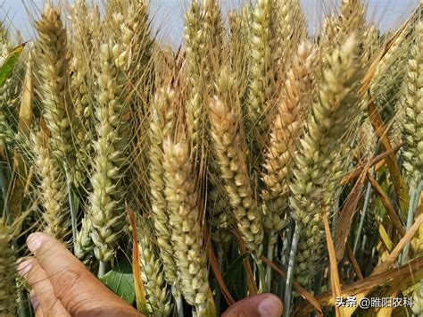 黄淮地区适合哪几种高产小麦品种
