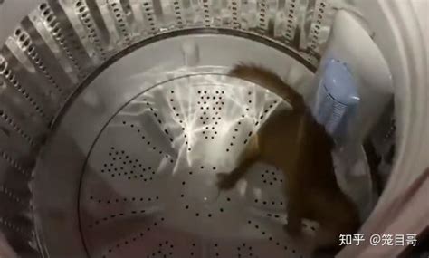 黄鼠狼在洗衣机被转晕原版