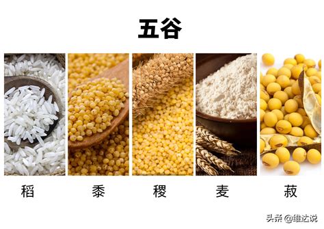 黍稷麦菽稻所指哪五谷
