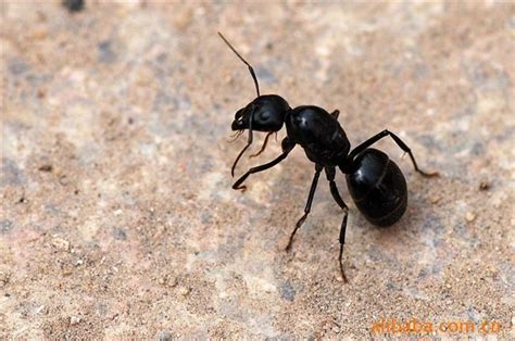 黑色蚂蚁生活