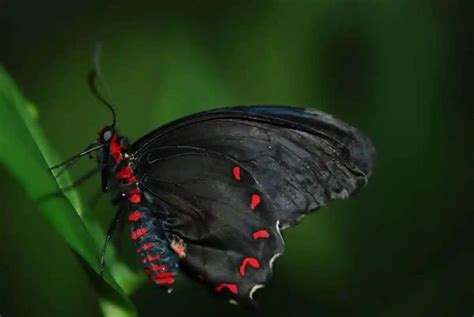 黑色蝴蝶代表什么征兆