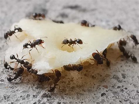 黑蚂蚁搬运回巢