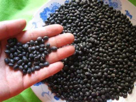 黑豆种子种植方法全过程