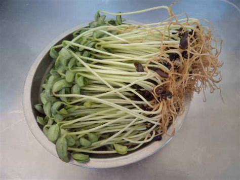 黑豆芽苗菜的种植方法和时间