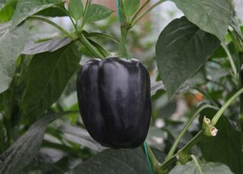 黑辣椒几月份种