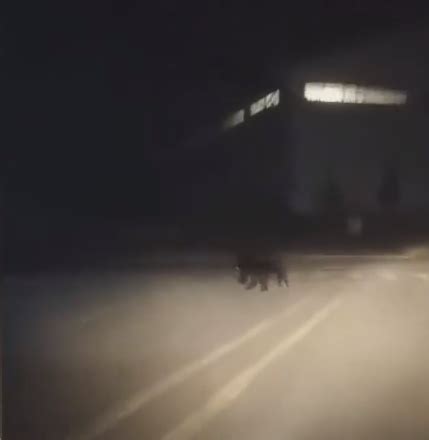 黑龙江一地发现黑熊在街道上奔跑