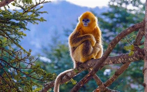 黔金丝猴生活在哪个省的武陵山脉