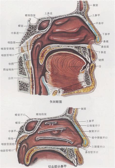 鼻腔结构图